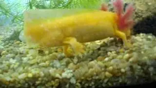 Leucistics (Albinos) Mexican Salamander Nymphs (Axolotls), Ambystoma mexicanum