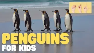 ASL Penguins for Kids