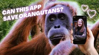 Can This App Saves Orangutans?