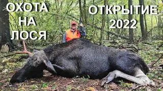 Охота НА ЛОСЯ, открытие сезона загонных охот 2022.