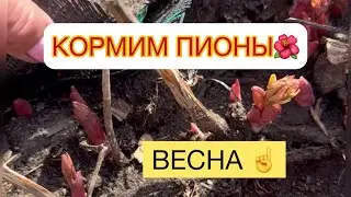 ✅КОРМИМ ПИОНЫ 🌺🔶ПЕРВАЯ ☝️ ПОДКОРМКА 🔹МОЧЕВИНА  2 ст ложки 🥄 🔹МОНОКАЛИЙ ФОСФАТ - 1 ст ложка 🥄