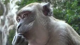 Batu Caves