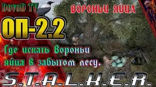 ОП-2.2 S.T.A.L.K.E.R. Где искать Вороньи яйца в забытом лесу.