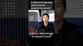 Why Food Dogs Rescued in Korea Are Not Adopted in Korea.