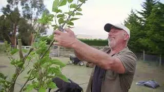 Plant Pumpkins Under Your Fruit Trees