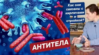 Александр Мишин об Антителах. Антитела, что это такое, как они связаны с кирпичами и стройкой?