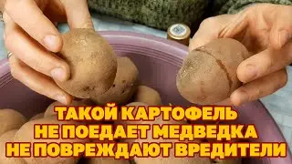 СРОЧНО! ГОТОВИМ СЕМЕННОЙ КАРТОФЕЛЬ К ПОСЕВУ КАКАЯ ОБРАБОТКА НУЖНА КАРТОФЕЛЮ @obovsemsmarusya