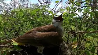 Yellow-vented bulbul Birds Protect the baby in the nest (6) 