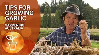 Tips for growing garlic from a guru