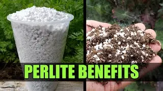 Perlite For Your Garden - Garden Quickie Episode 47