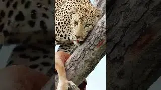 Filming the Malewane male leopard with a kill in a tree: Phone Vs Camera