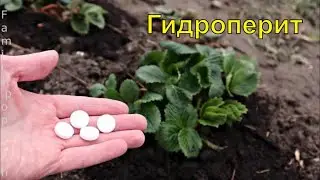 Подкормка Клубники Весной Гидроперитом Творит Чудеса! Гидроперит для Подкормки Клубники