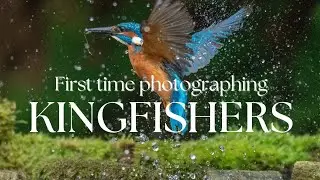 My FIRST time photographing KINGFISHERS! Nikon Z6ii Wildlife Photography