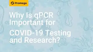 Why Is qPCR Important for COVID-19 Testing and Research?