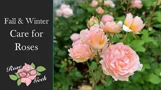 🌹Complete Fall & Winter Care for Roses / Zone 8a / Scentable Roses