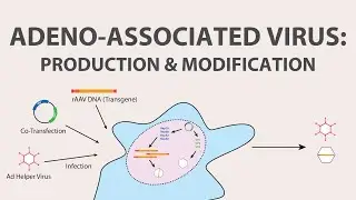 2) Adeno Associated Virus (AAV) - Production and Modification of AAV