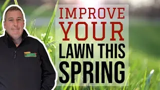 How to renovate your lawn after winter