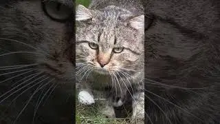 ✨Прыжок ТИГРА! На кого идет охота?   #barsik #catvideos #catcute #cat #cuteanimal