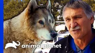 Dr. Jeff Operates On Three Rescued Wolves | Dr. Jeff: Rocky Mountain Vet