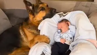 Huge German Shepherd Becomes Nanny for His Baby Brother 🥰