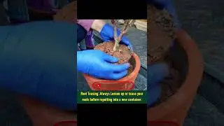 Tease Roots while Repotting a Plant #shorts #garden