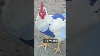 Люди покупают памперсы ГУСЯМ