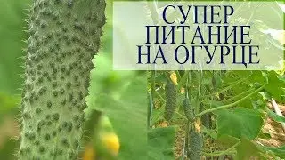 Кассиус обзор великолепного огурца. Супер питание на огурце