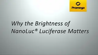 Why the Brightness of NanoLuc® Luciferase Matters