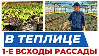 ПОДГОТОВКА ТЕПЛИЦЫ К НОВОМУ СЕЗОНУ. 2 ЦИКЛ 2 СЕРИЯ #теплица #агроном