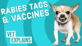 Rabies Vaccine & Tag