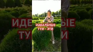 Идеальные ТУИ для 4-х соток