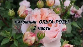 Vlog-238. 2-ЧАСТЬ: В гостях у питомника ОЛЬГА-РОЗЫ🌹 Смотрим на цветение и сорта роз