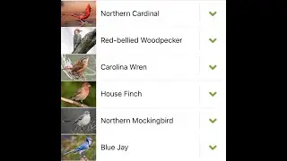 Identify morning bird calls using Merlin bird ID by Cornell lab