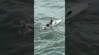 Surfer gives bird a lift after watching it fight to stay afloat #shorts