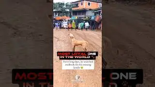 🐶 Dog Waits 6 Days for Owner After Wayanad landslide 😭