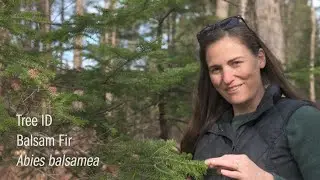 Tree Identification - Balsam Fir [Conifer Series]