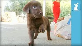 The CUTEST Chocolate Labrador Puppy WAVES his paw! - Puppy Love