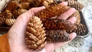 How to dry pinecones in the oven for Christmas crafts