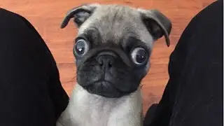 Funny Dogs but only Pug Videos | instapugs - Pug Compilation 11