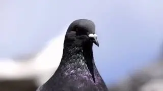 Pigeon Close up