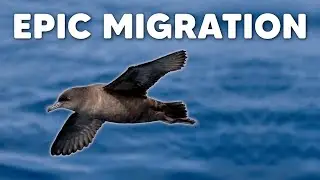 A Migration Story Illustrated