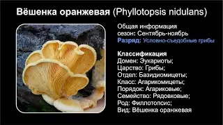 Вёшенка оранжевая (Phyllotopsis nidulans)