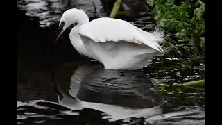 Little Egret Egretta garzetta fishing underneath a fallen tree