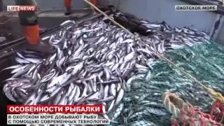 Съемочная группа LifeNews вышла на лов сельди в Охотское море