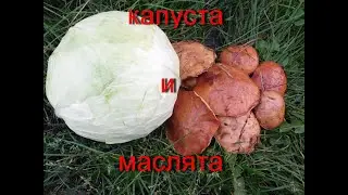 КАПУСТА И МАСЛЯТА.  Как их готовили в СССР в промышленном масштабе.