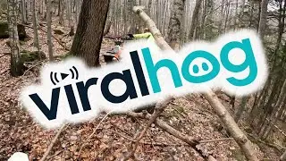 Enduro Riders Encounter Brown Bear on Trail || ViralHog