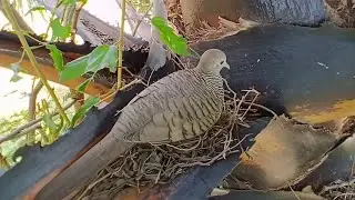 Dove birds Protect the first baby in the nest - EP3 - Baby Birds Dove 🕊 ♥️