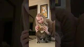 Обнимаю Барсика за всех, кто мечтает об этом! ✨ #catlover