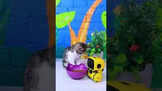 Мой котик и робот