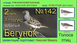 Бегунок зобатый Аттагис. 2 часть. Голоса птиц